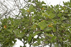 Gardenia resinifera